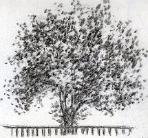 l`atelier du pouzadoux auvergne croquis dessin crayon fusain arbre campagne